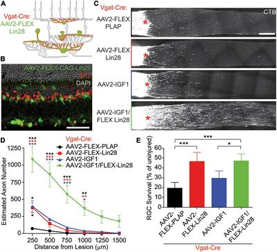 Non-Cell-Autonomous Regulation of Optic Nerve Regeneration by Amacrine Cells